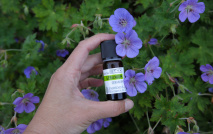 Geranium ätherisches Öl